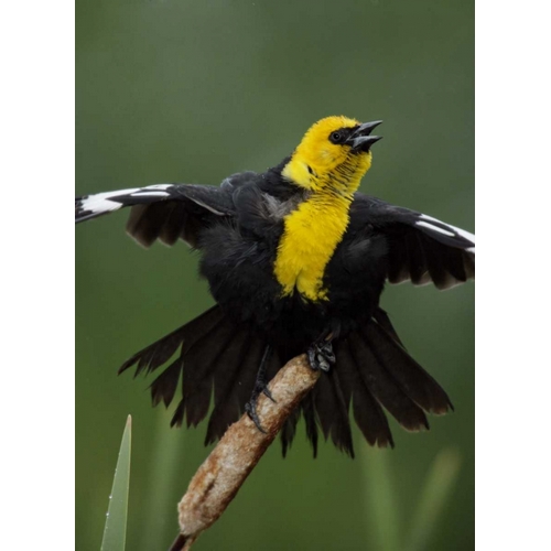 MT, Great Falls Yellow-headed blackbird sings